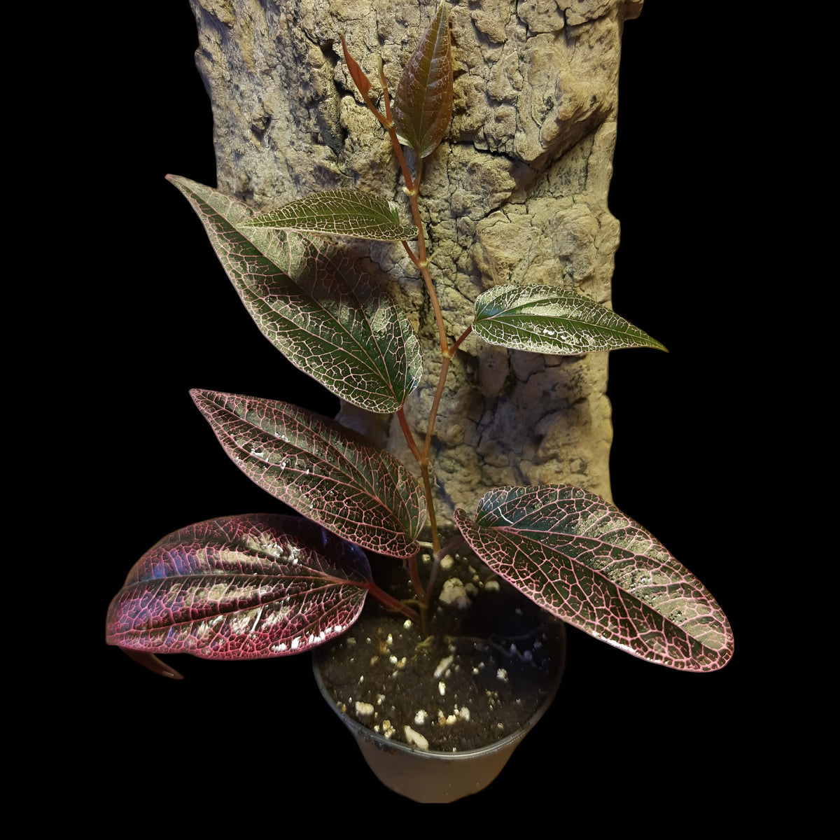 Rarität! Piper pink veins, Rankpflanze fürs Regenwald Terrarium