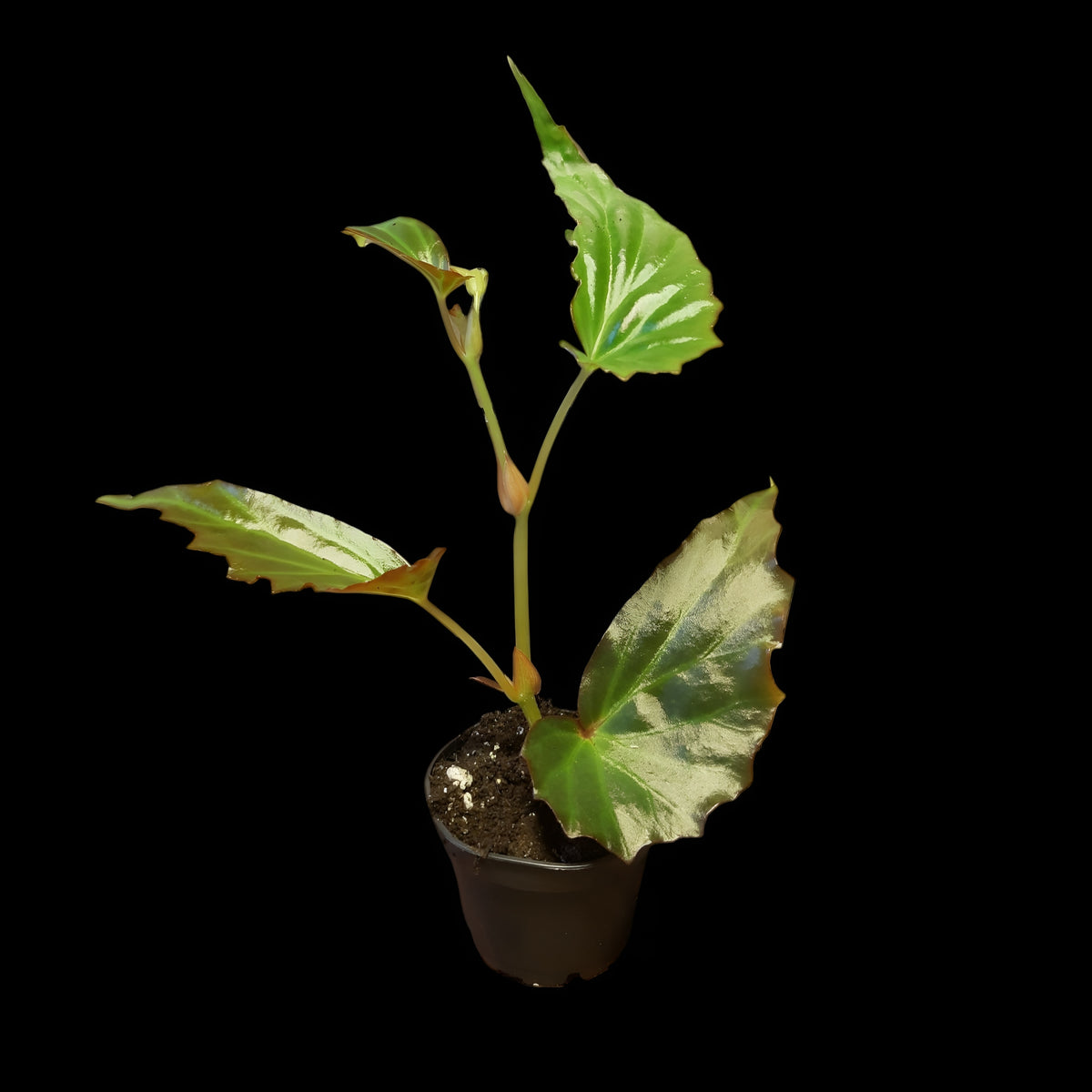 Begonia borneensis