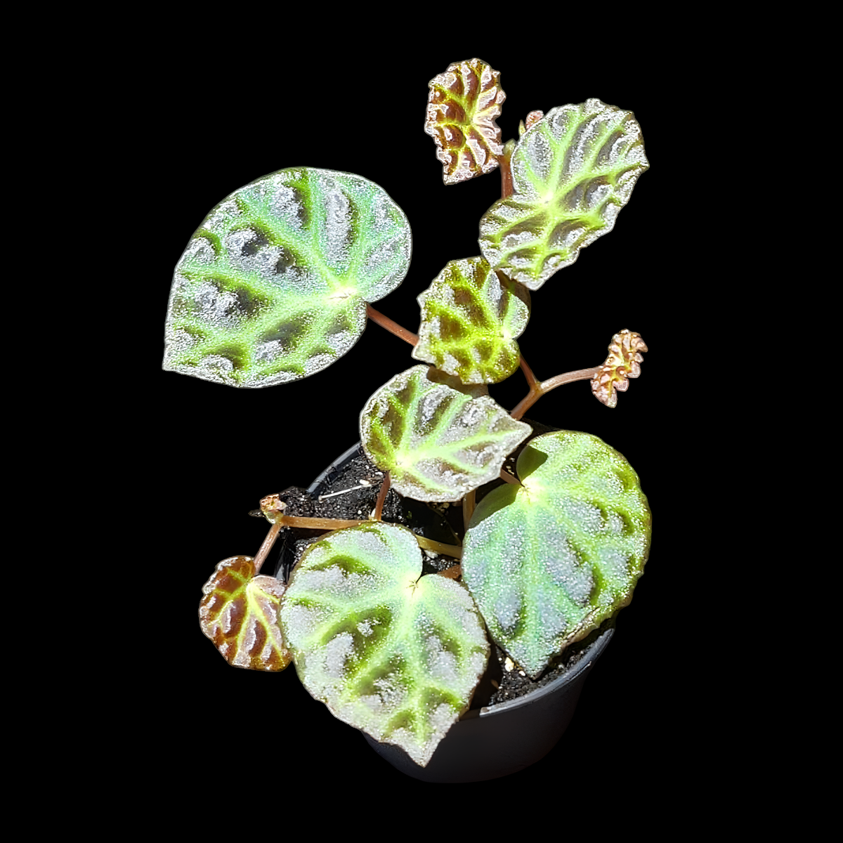 Begonia sarawak × dracopelta