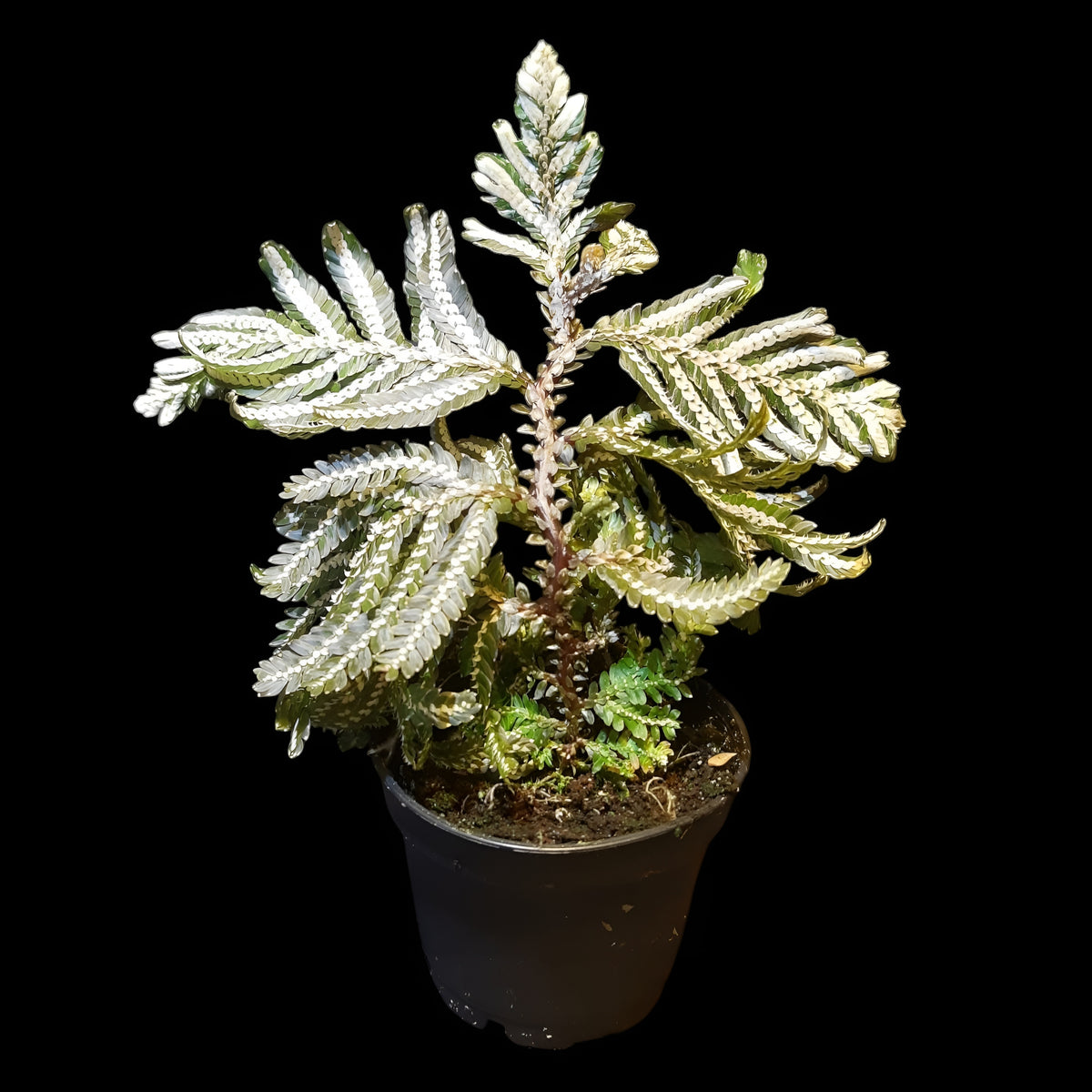 Selaginella picta