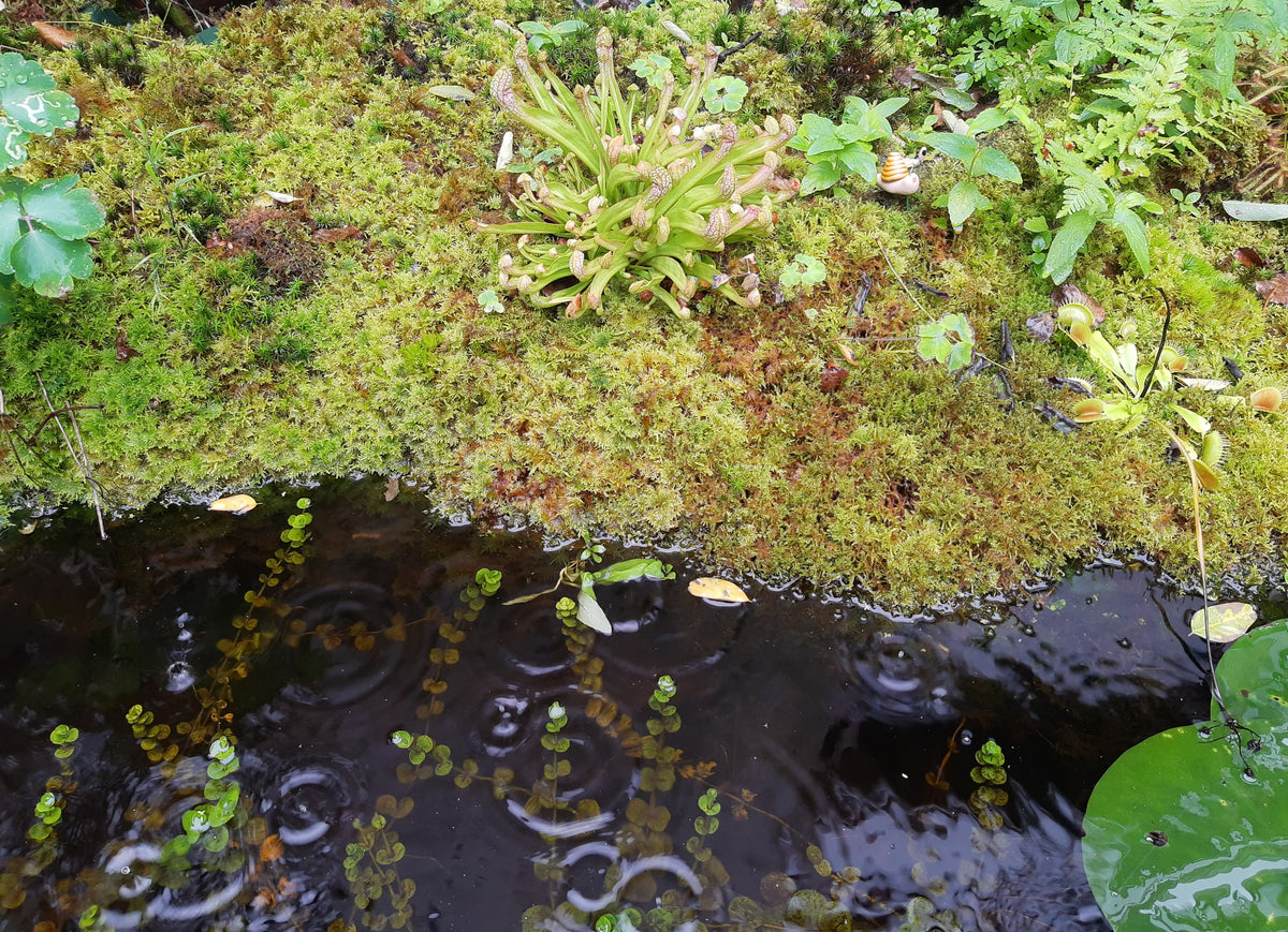 Zypressenschlafmoos (Hypnum cupressiforme)