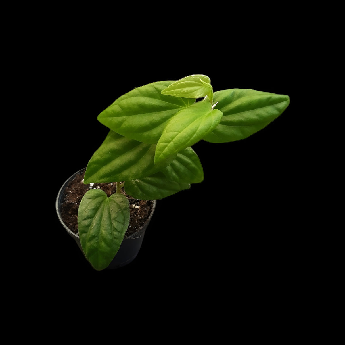 Piper sp Sumatra, Rankpflanze für Regenwald-Terrarien
