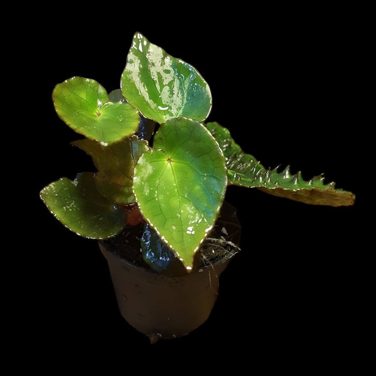 Begonia ferox