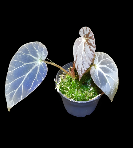 Begonia burkillii dark form