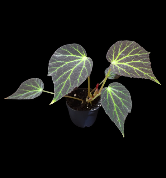 Begonia chloroneura