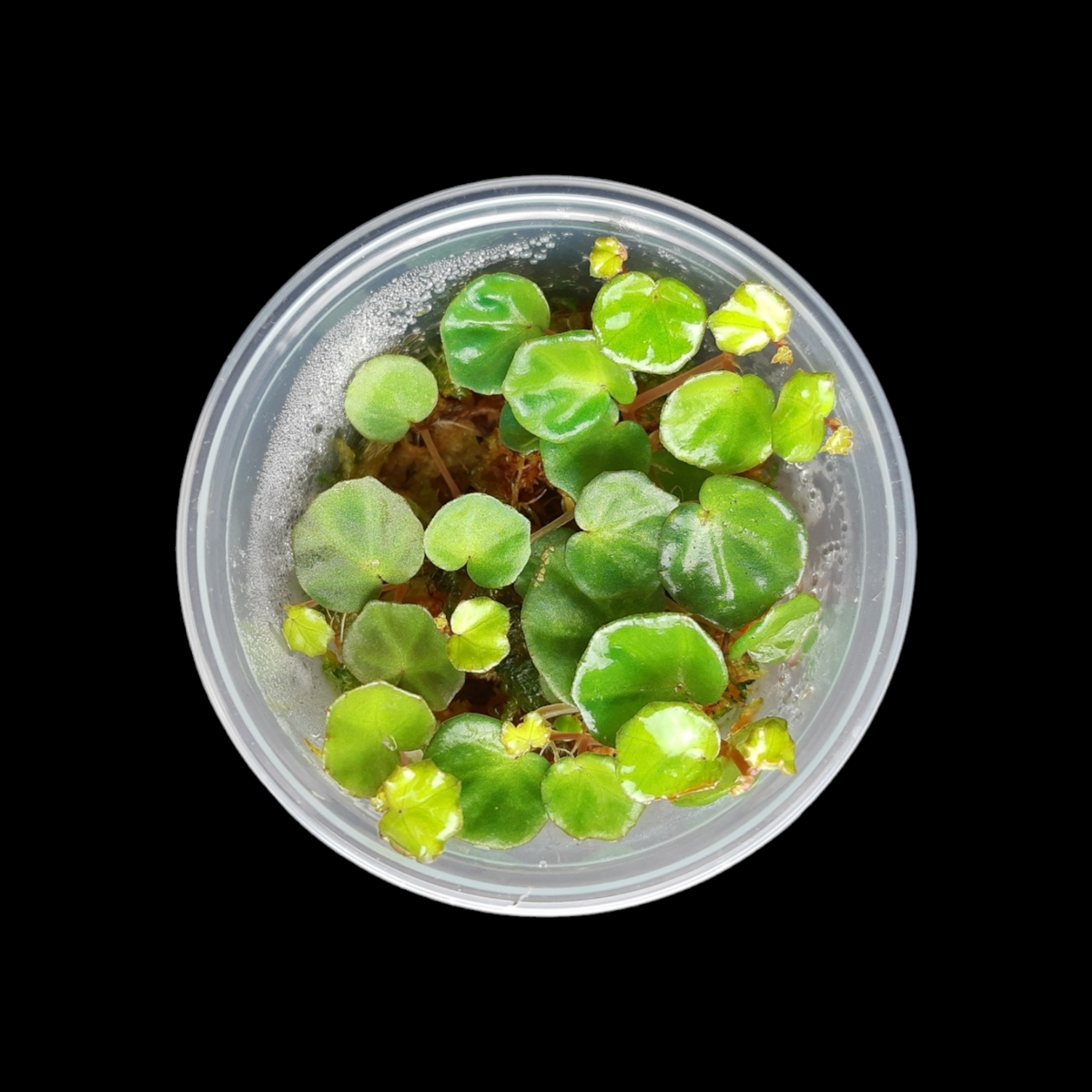 Leuchtend Grüne Begonia lichenora im runden Topf. Schwarzer Hintergrund. 