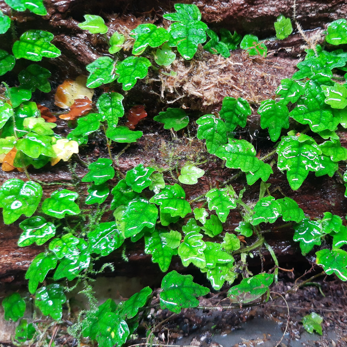 Ficus quercifolia scandens, (Ficus pumila var quercifolia) Rankpflanze für Regenwald-Terrarien