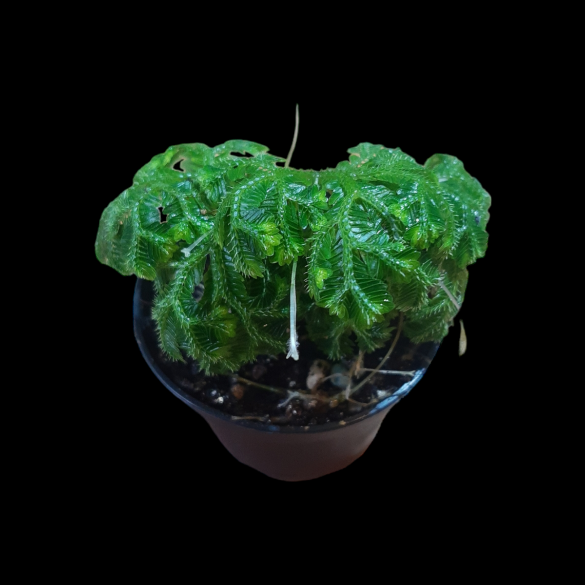 Selaginella Martensji, Moos-Farn
