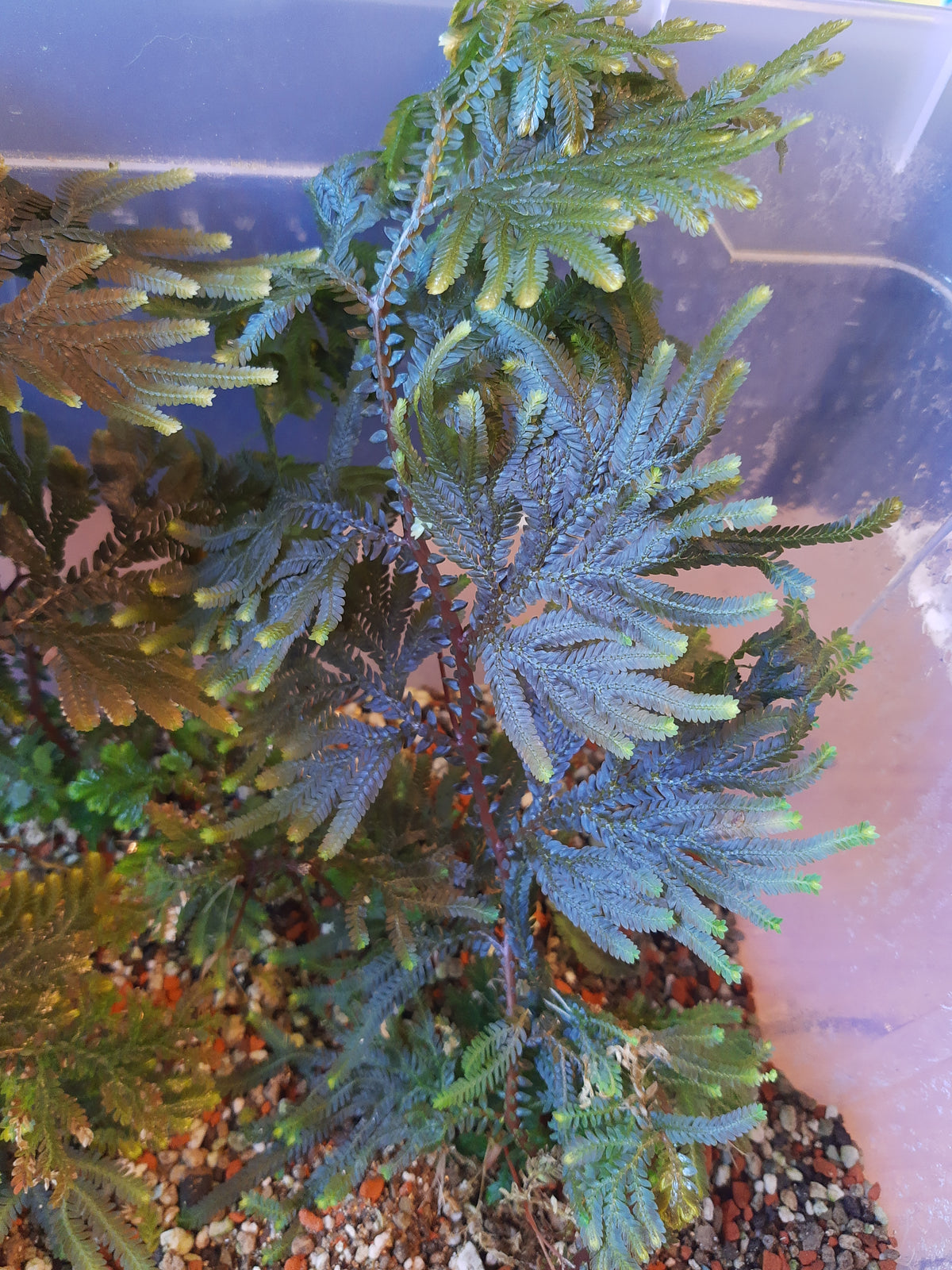 Selaginella willdenowii