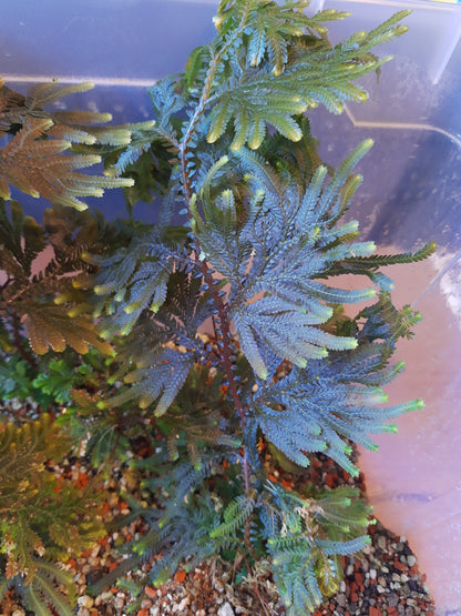 Selaginella willdenowii