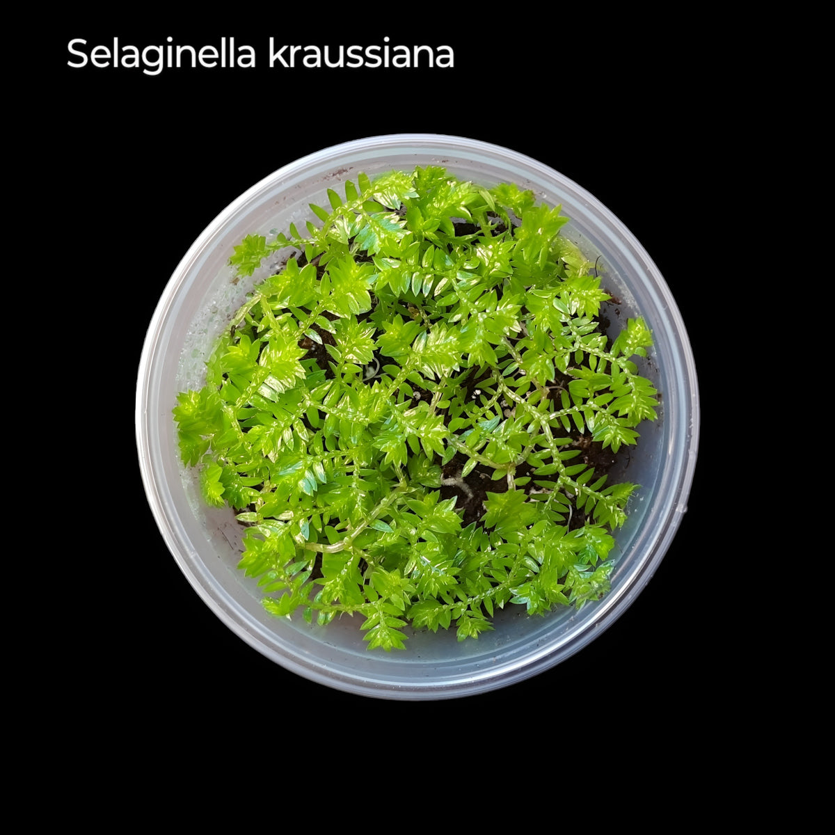 Selaginella Set (5 Arten) , Moosfarn Mix, Terrarien Pflanzen, Bodendecker