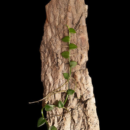 Rhaphidophora hayi, Rankpflanze