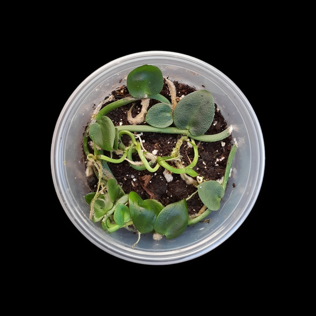 Rhaphidophora hayi, Rankpflanze