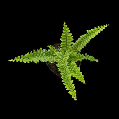 Nephrolepis exaltata, Schwertfarn