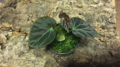 Begonia burkillii dark form