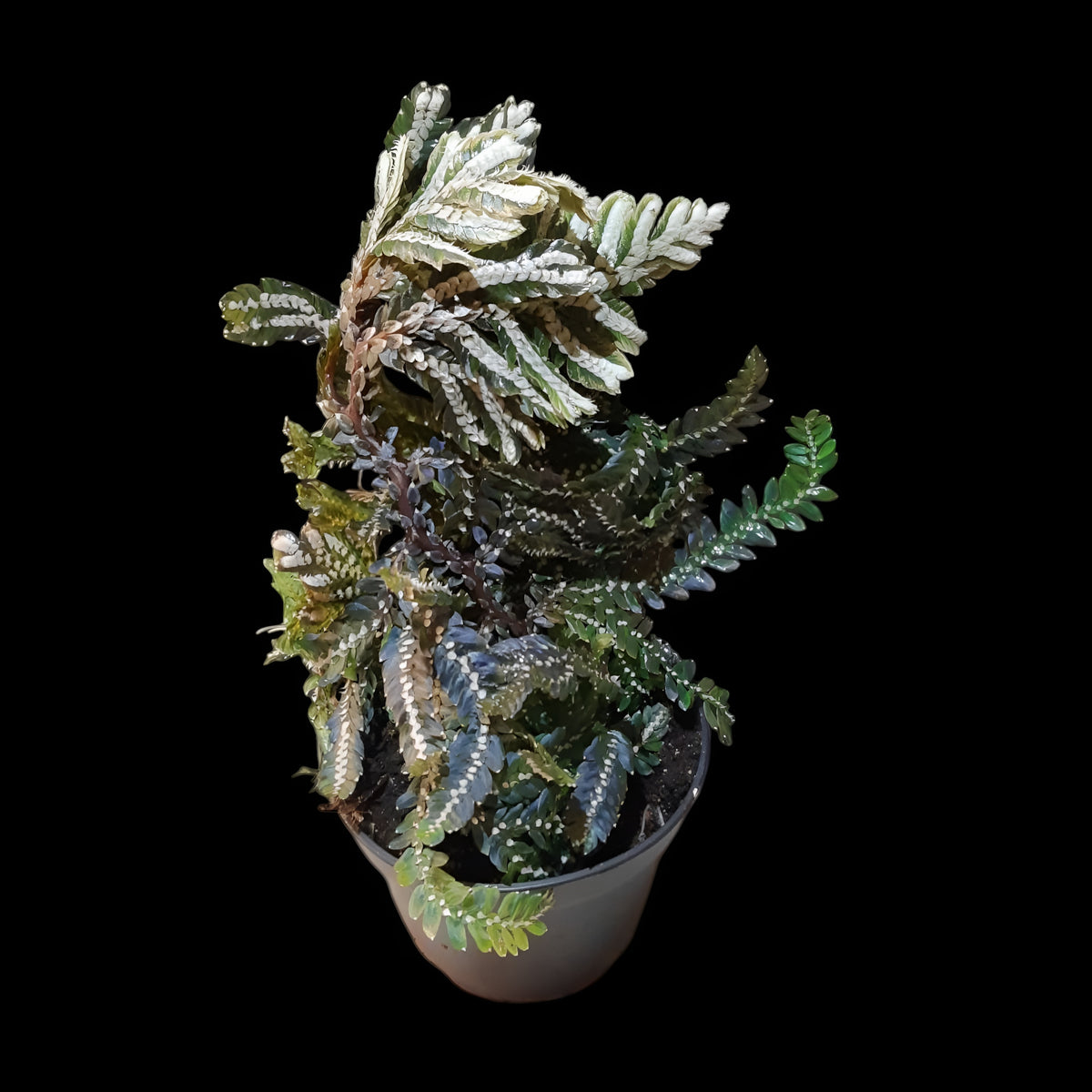 Selaginella picta