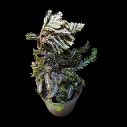 Selaginella picta