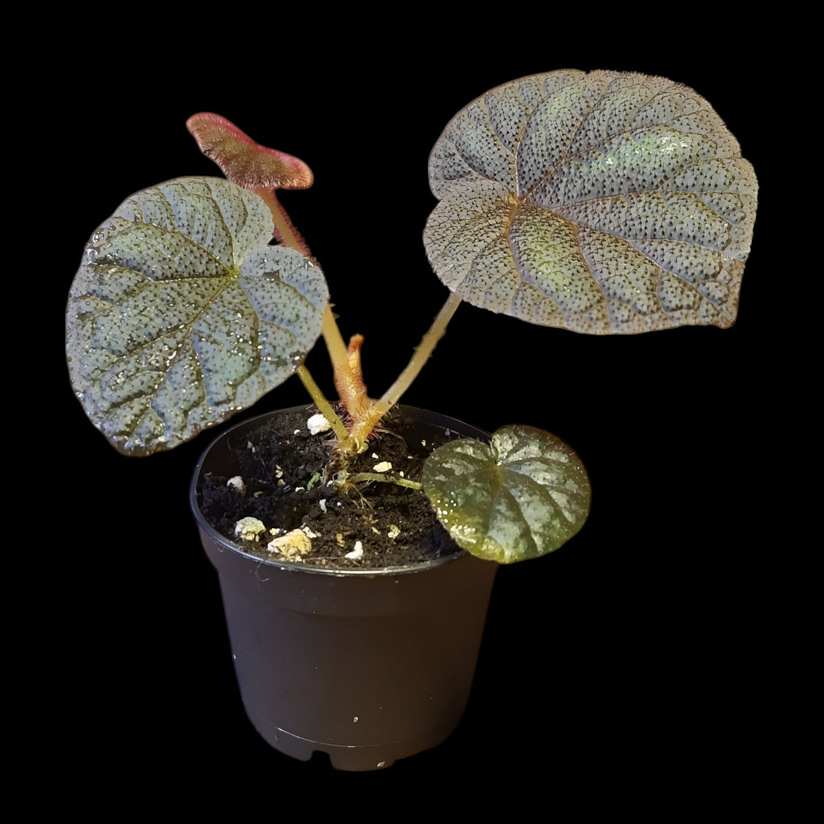 Begonia versicolor kaufen