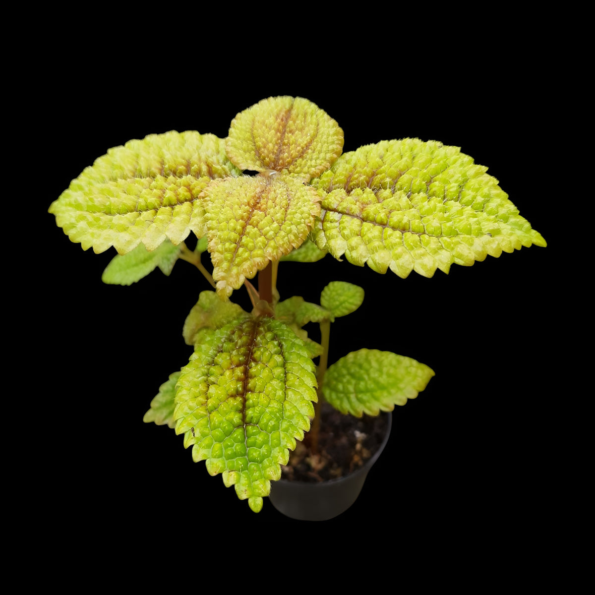 Pilea involucrata, Moon valley