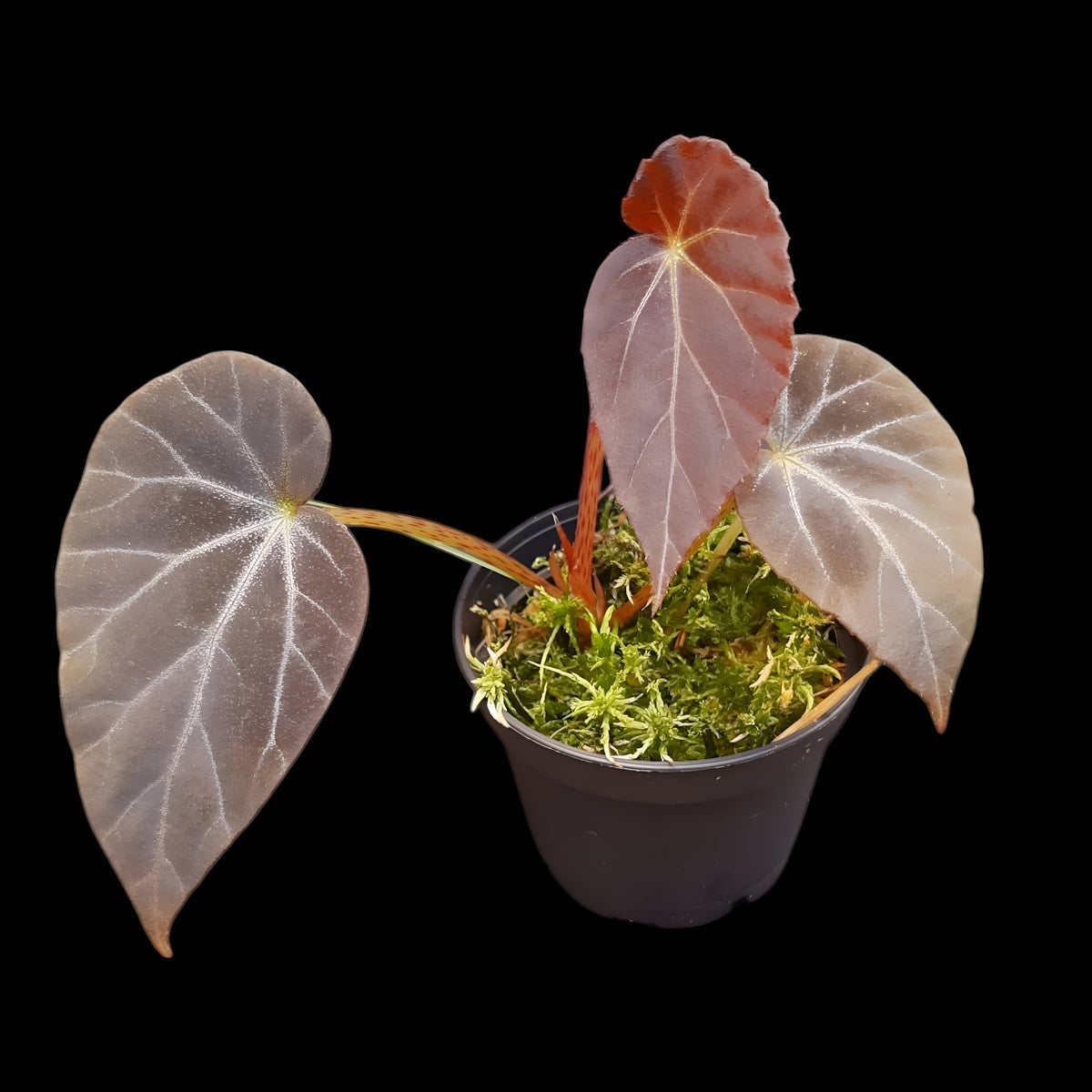 Begonia burkillii dark form