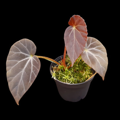 Begonia burkillii dark form