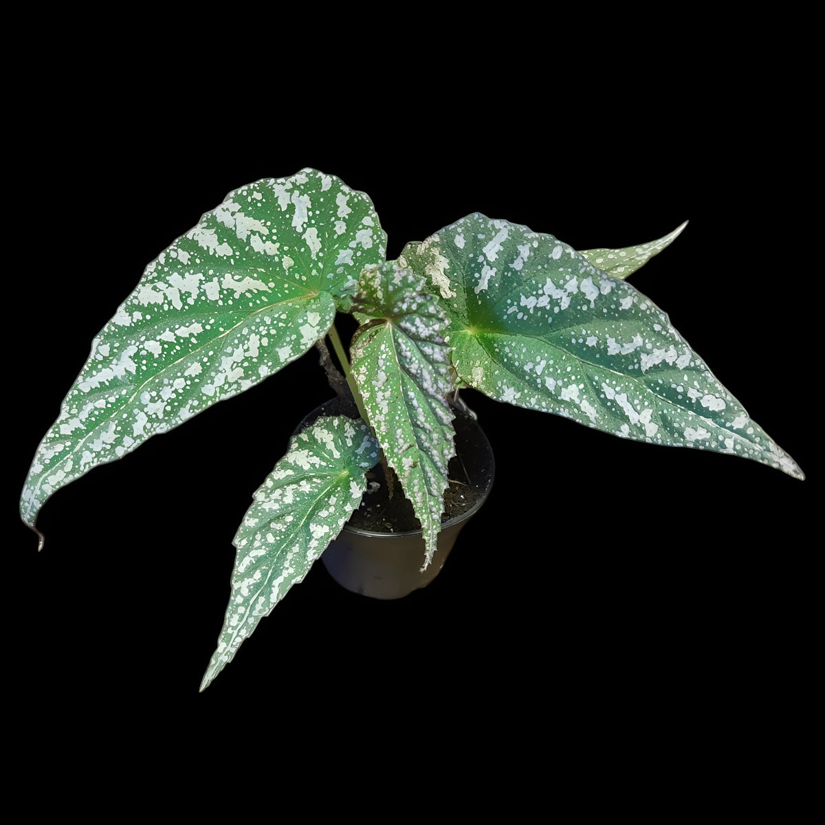 Rarität! Begonia lukuana