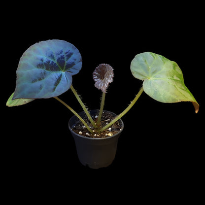 Rarität! Begonia rockii