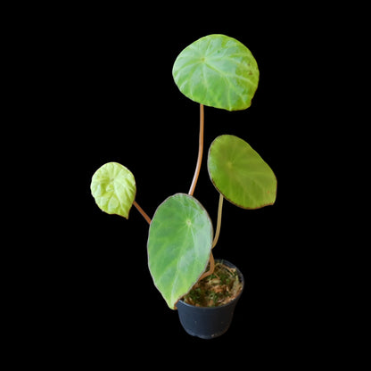 Begonia scapigera kaufen