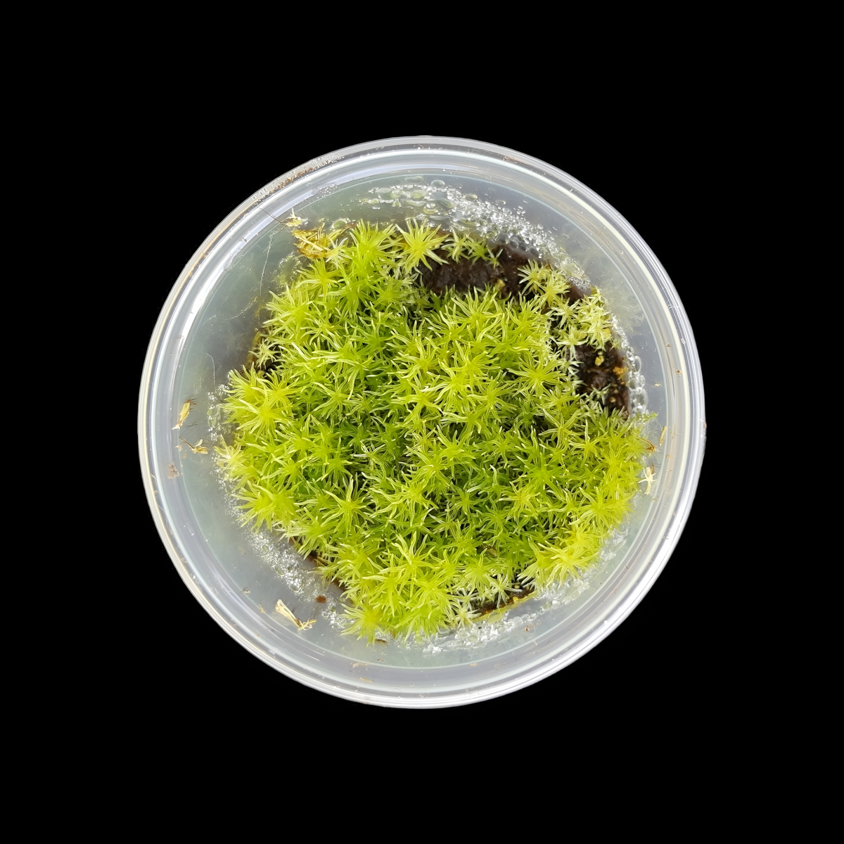 Weißmoos (Leucobryum glaucum)