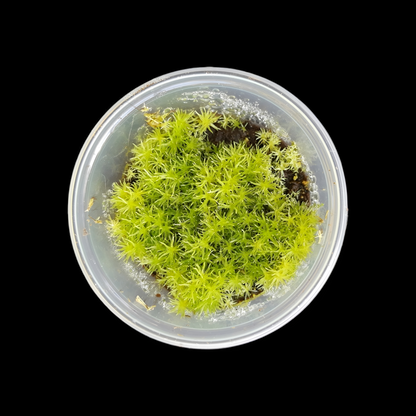 Weißmoos (Leucobryum glaucum)