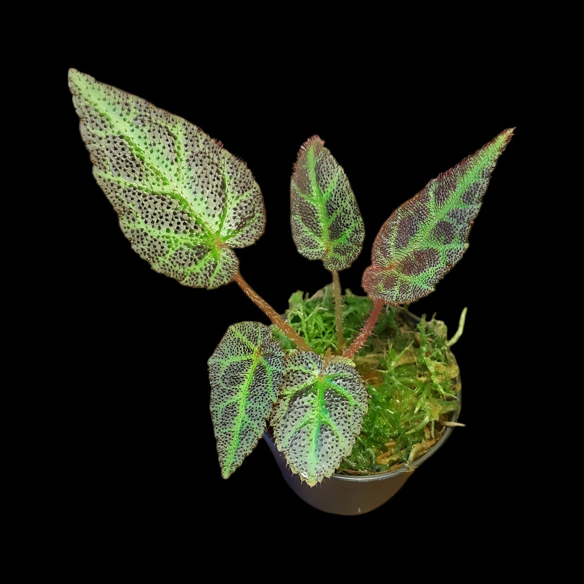 Begonia Sumatra utara