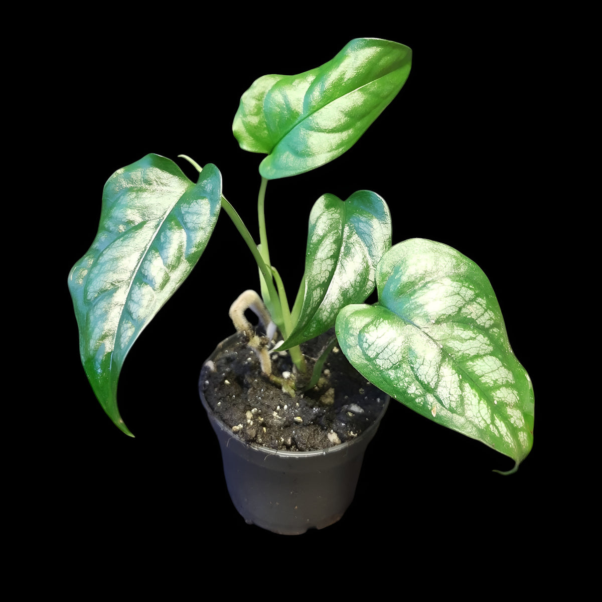 Monstera siltepecana