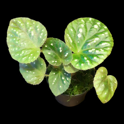 Begonia U681