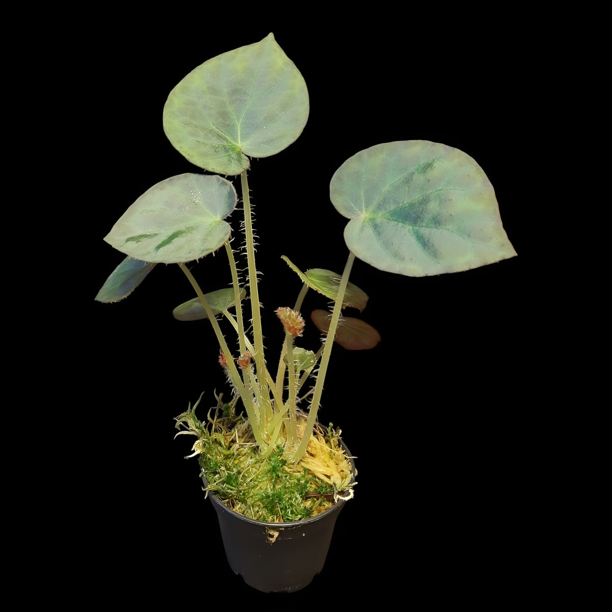 Rarität! Begonia rockii