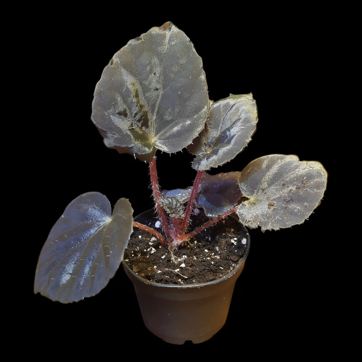 Rarität! Begonia metachroa