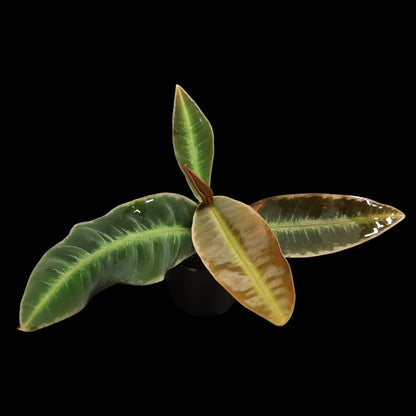 Labisia pumila