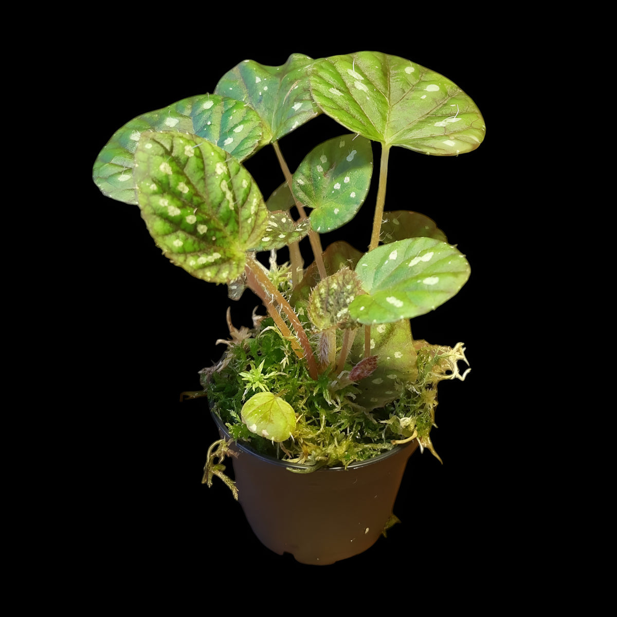 Begonia U681
