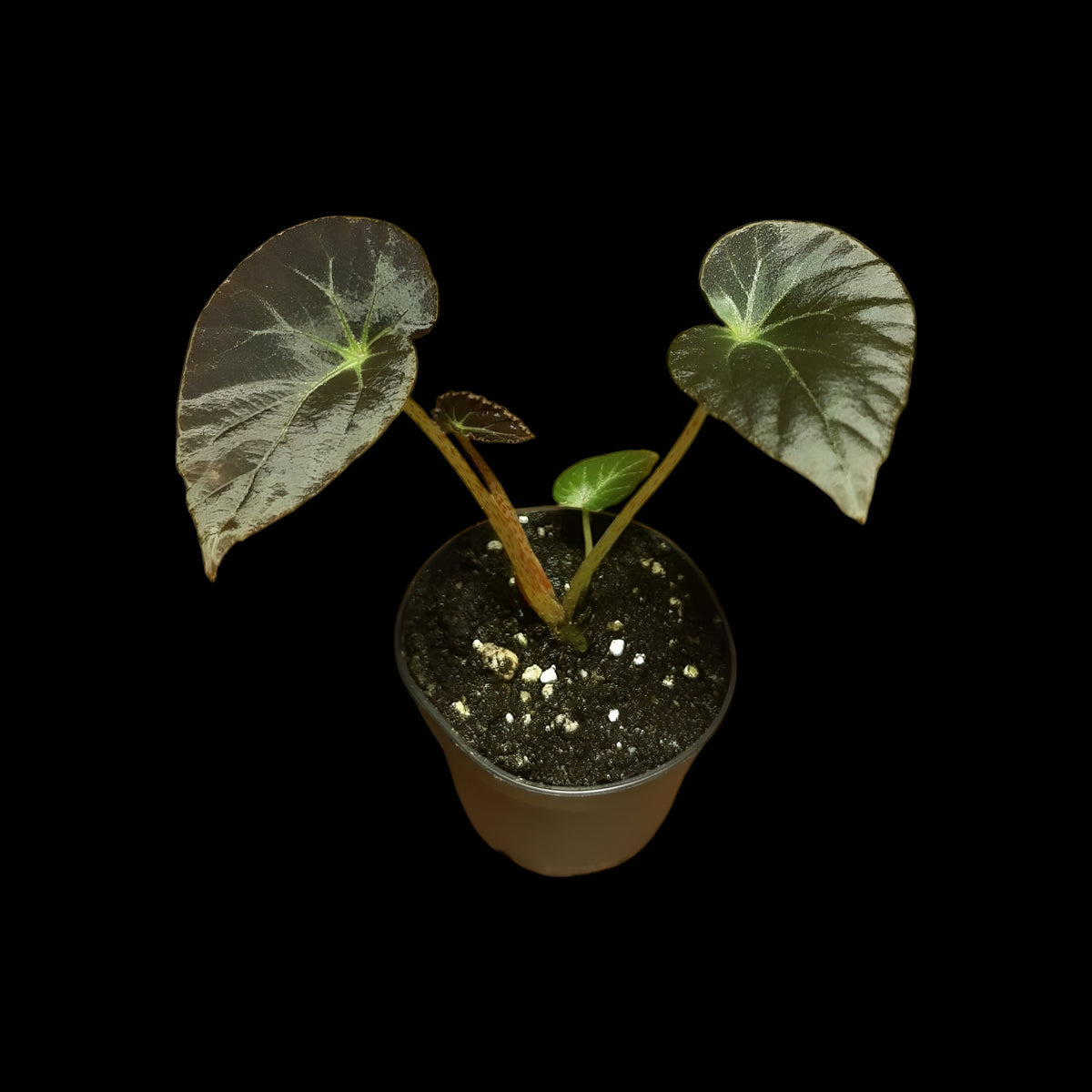 Begonia burkillii dark form