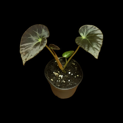 Begonia burkillii dark form