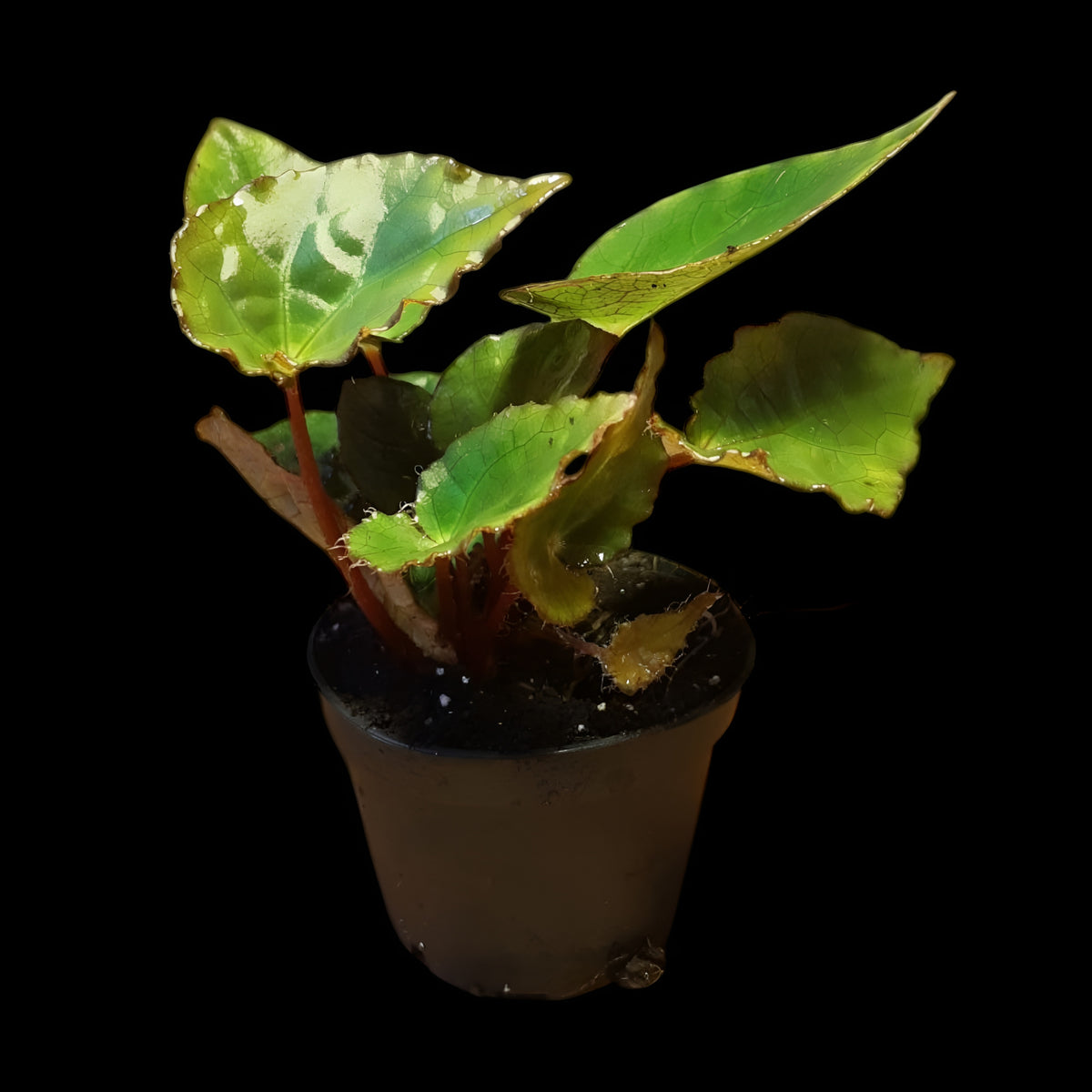 Begonia ferox
