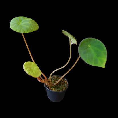Begonia scapigera kaufen