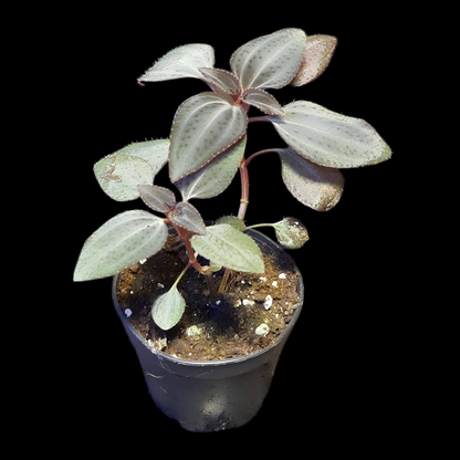 Arthrostemma parvifolium