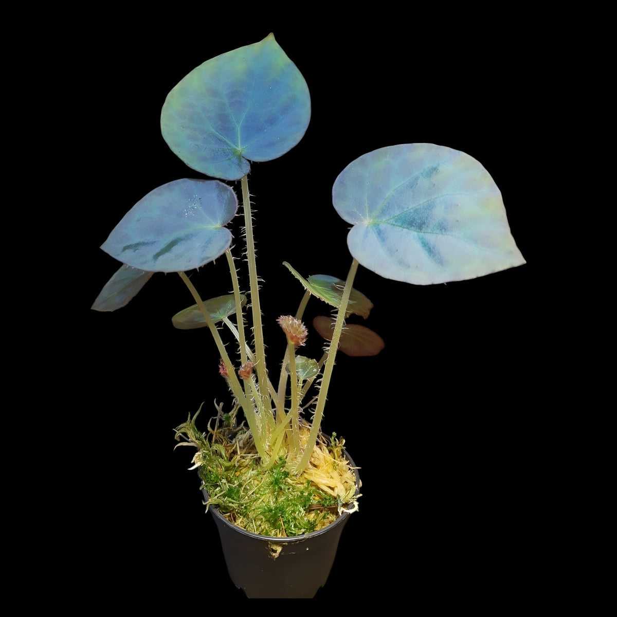 Rarität! Begonia rockii