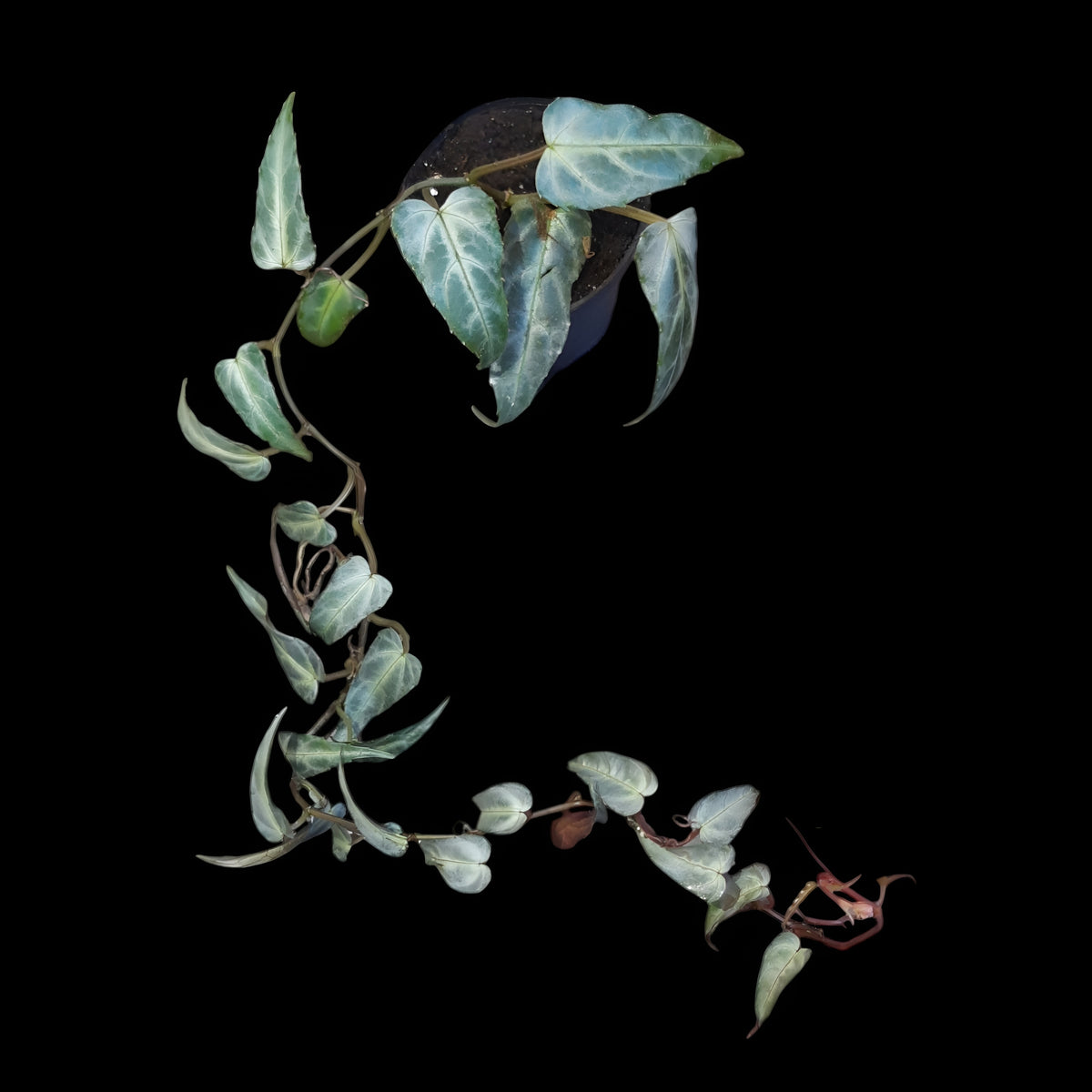 Cissus Amazonica