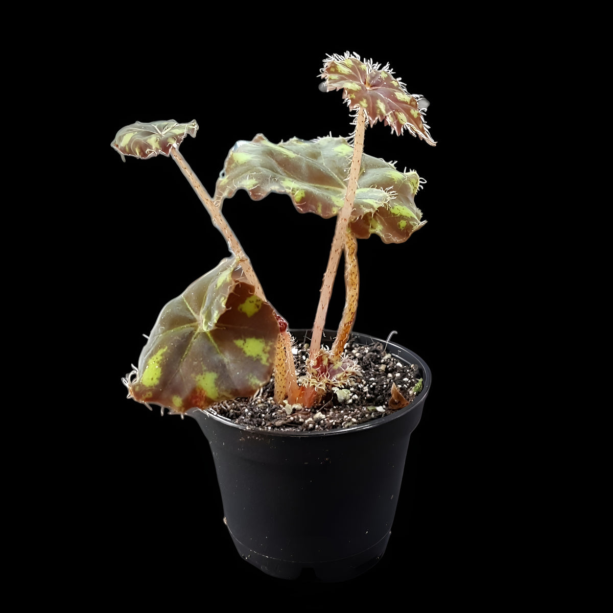 Begonia bowerae tiger
