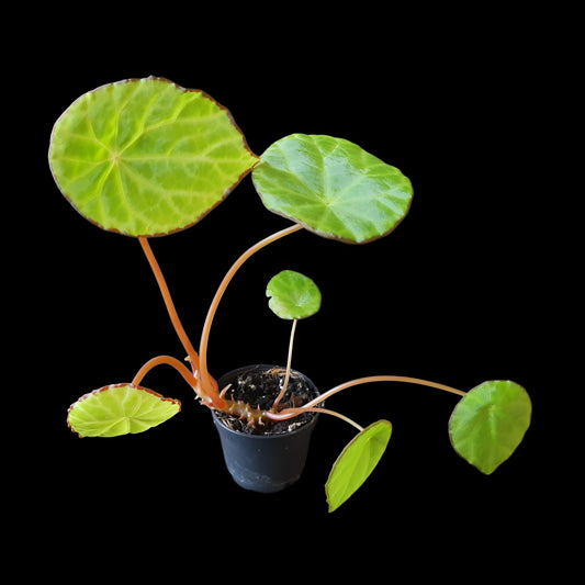 Begonia scapigera kaufen
