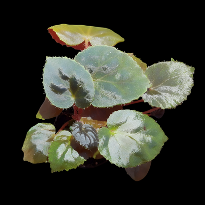 Rarität! Begonia metachroa