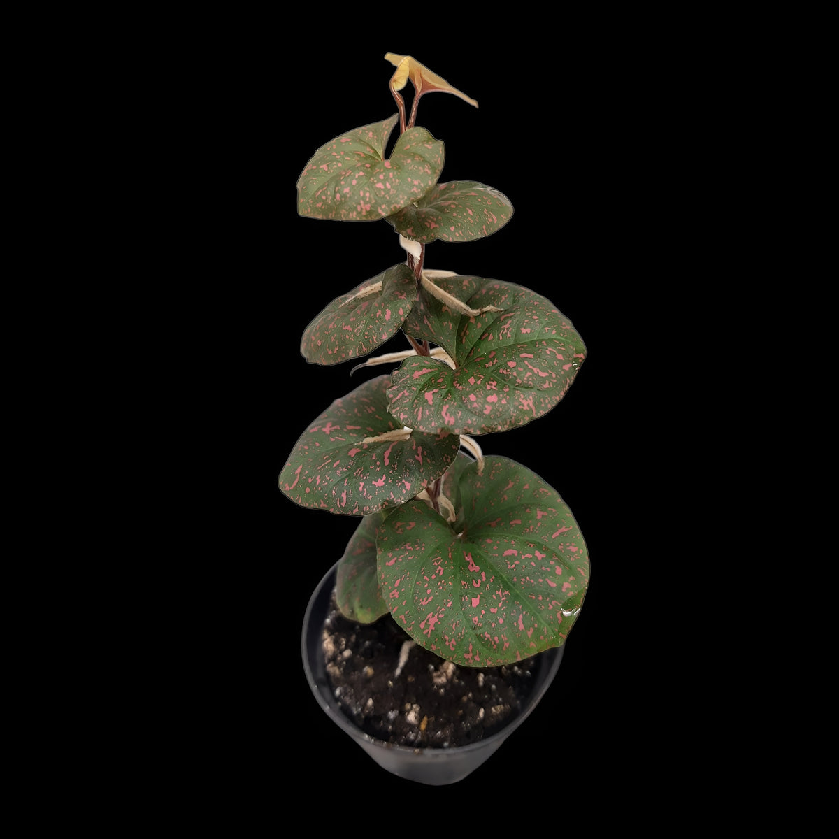 Rarität! Piper sp. Papua pink, Rankpflanze fürs Regenwald Terrarium