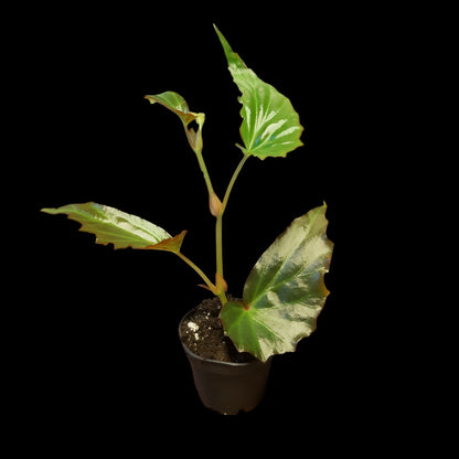 Begonia borneensis