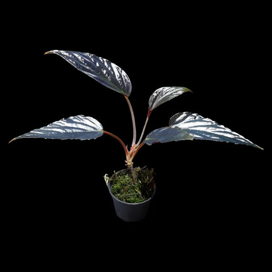 Begonia hatacoa purple